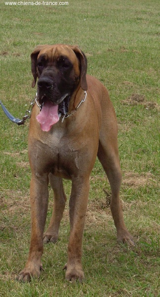 CH. Aaron le grand Des Terres De La Rairie - 1er Excellent