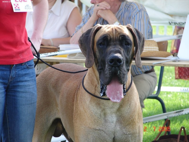 CH. Aaron le grand Des Terres De La Rairie - 1er Excellent - CACS