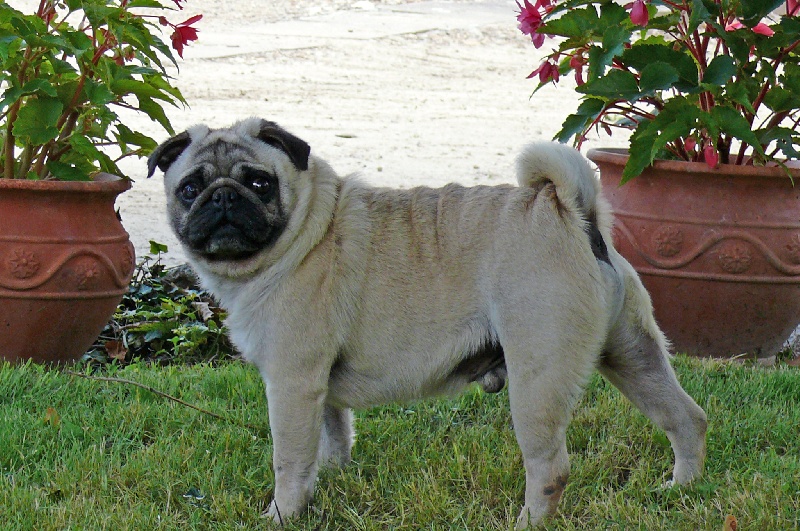 Publication : du Museau D'Or Auteur : CROZE PATRICIA