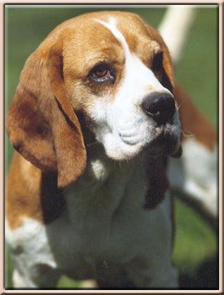 Publication : du Museau D'Or