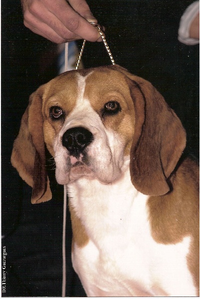 Publication : du Museau D'Or