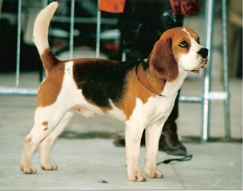 Publication : du Museau D'Or