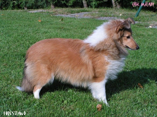 Publication : du Forestland Auteur : Forest Anita