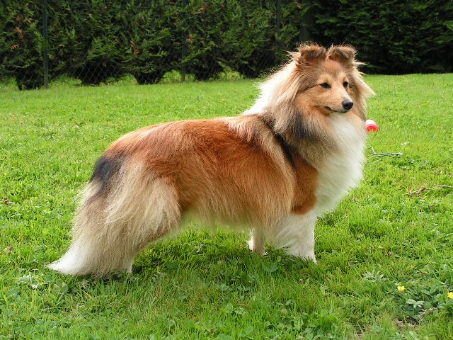 Publication : du Forestland Auteur : Forest Anita