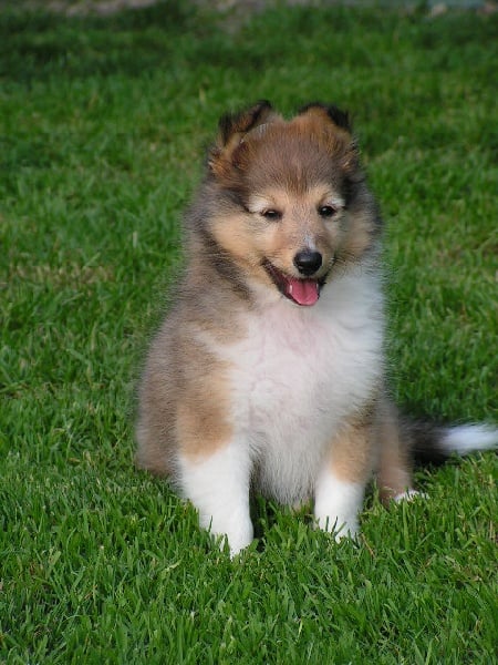 Publication : du Forestland Auteur : Forest Anita