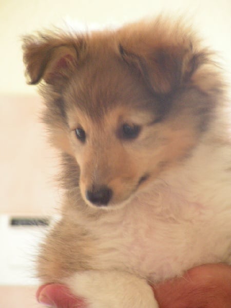 Publication : du Forestland Auteur : Forest Anita