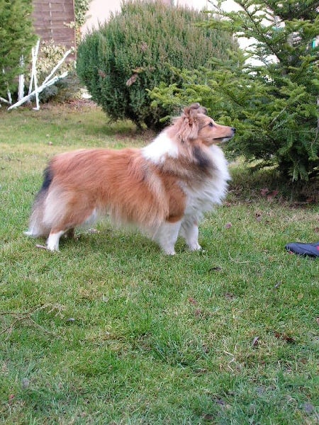 Publication : du Forestland Auteur : Forest Anita