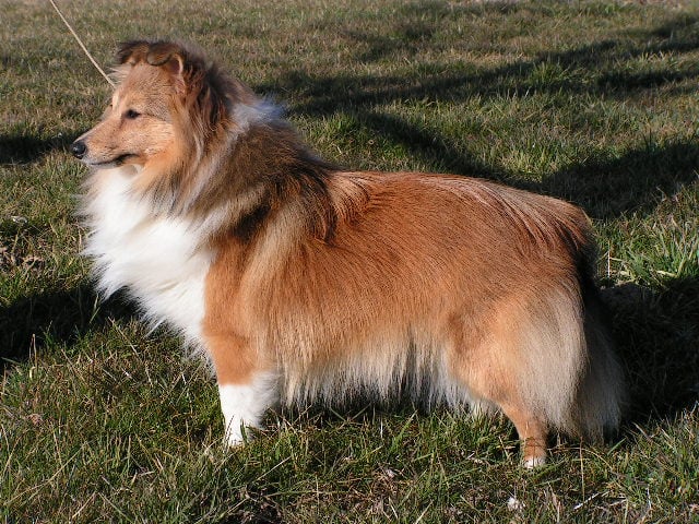 Publication : du Forestland Auteur : Forest Anita