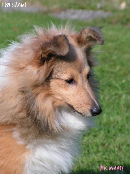 Publication : du Forestland Auteur : Forest Anita