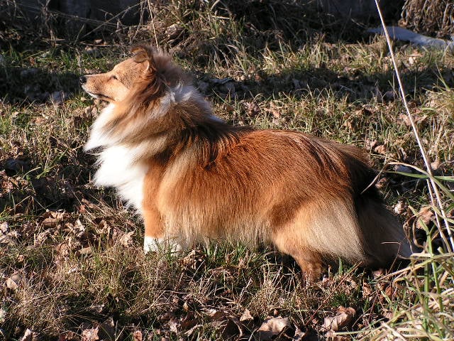 Publication : du Forestland Auteur : Forest Anita