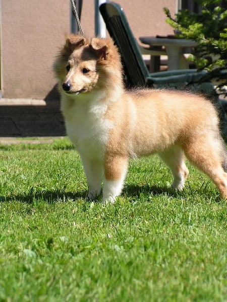 Publication : du Forestland Auteur : Forest Anita