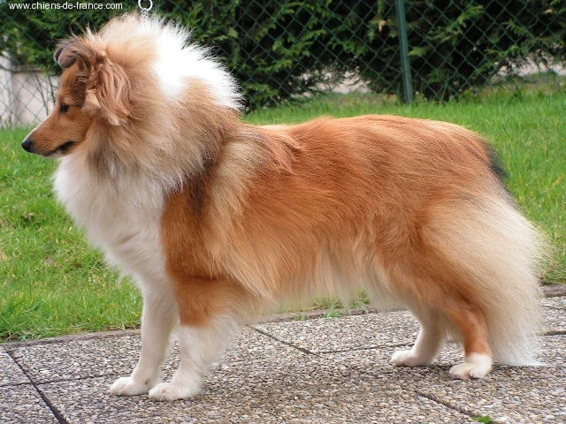 Chic milady dit 'cb' De la vallée des noyeres - 1ere EXCELLENT- Classe jeune