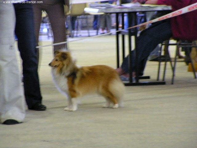 Chic milady dit 'cb' De la vallée des noyeres - 2 eme Excellent- Classe jeune