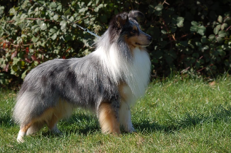 Océan blue dit austin Moravia classic - C.A.C.S / C.A.C.I.B