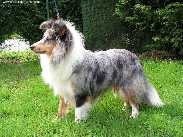 Océan blue dit austin Moravia classic - 3 eme Excellent