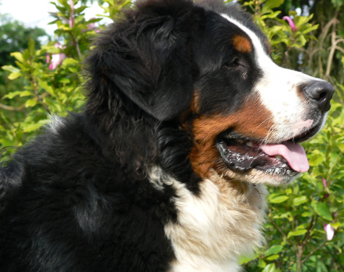 Publication : des Légendes Féeriques Auteur : des Légendes Féeriques