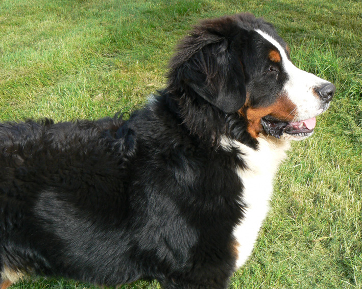 Publication : des Légendes Féeriques Auteur : des Légendes Féeriques