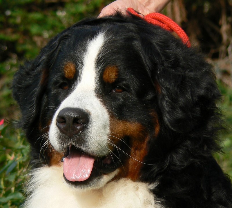 Publication : des Légendes Féeriques Auteur : Des Légendes Féeriques