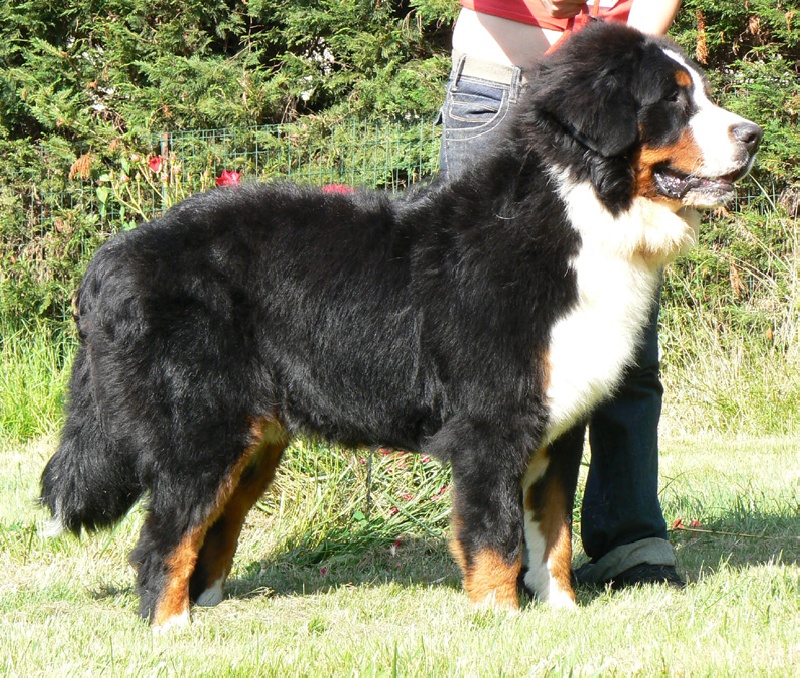 Publication : des Légendes Féeriques Auteur : des Légendes Féeriques