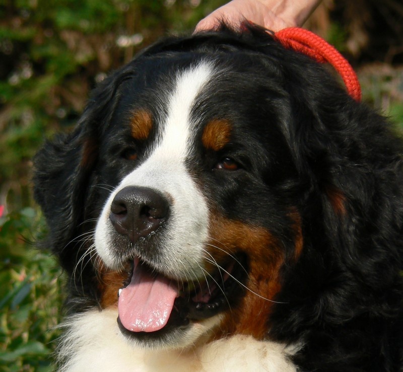 Publication : des Légendes Féeriques Auteur : Des Légendes Féeriques