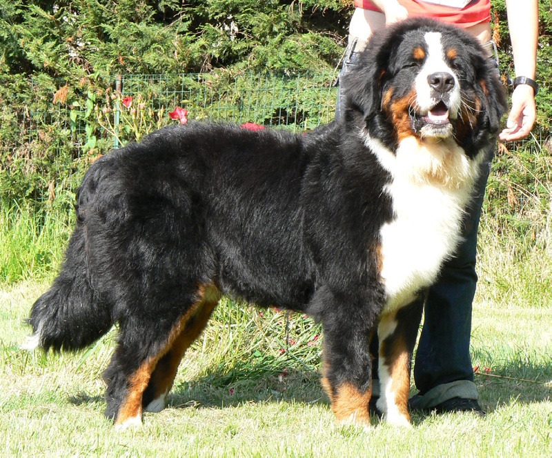 Publication : des Légendes Féeriques Auteur : des Légendes Féeriques