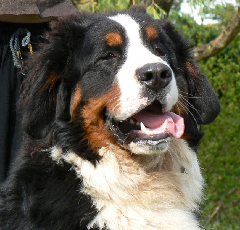 Publication : des Légendes Féeriques Auteur : des Légendes Féeriques