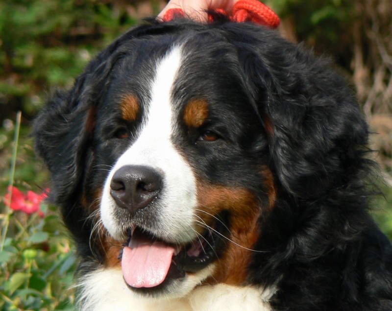 Publication : des Légendes Féeriques Auteur : Des Légendes Féeriques