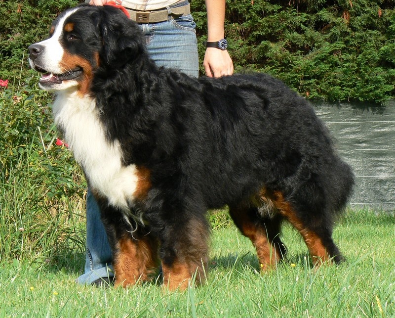 Publication : des Légendes Féeriques Auteur : Des Légendes Féeriques