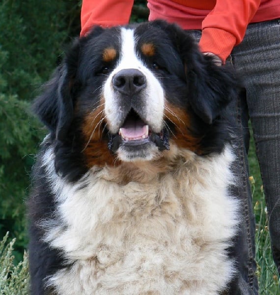 Publication : des Légendes Féeriques Auteur : des Légendes Féeriques