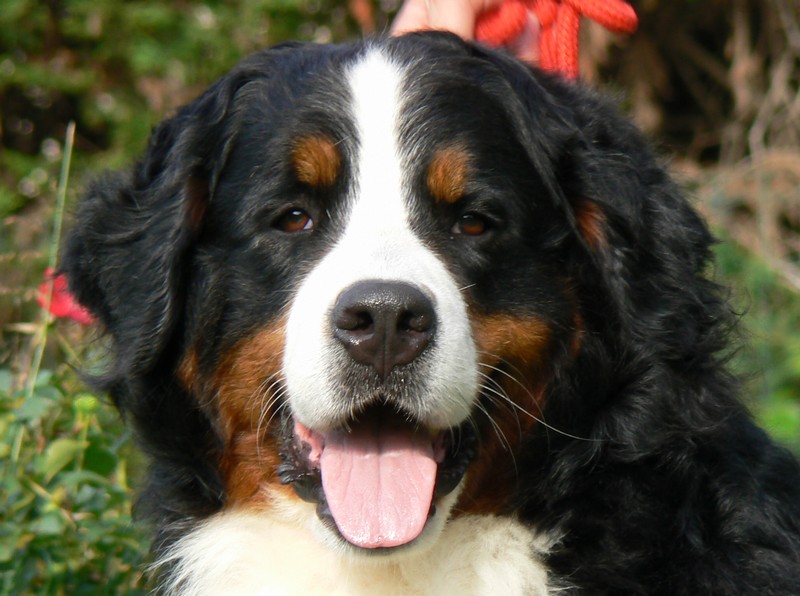 Publication : des Légendes Féeriques Auteur : Des Légendes Féeriques