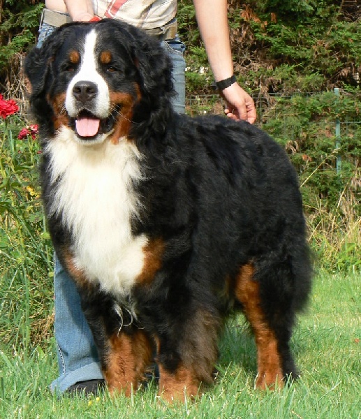 Publication : des Légendes Féeriques Auteur : Des Légendes Féeriques