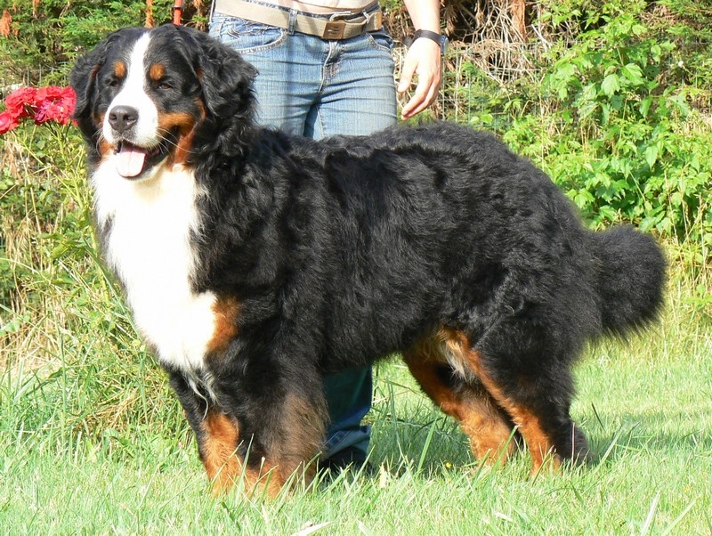 Publication : des Légendes Féeriques Auteur : Des Légendes Féeriques