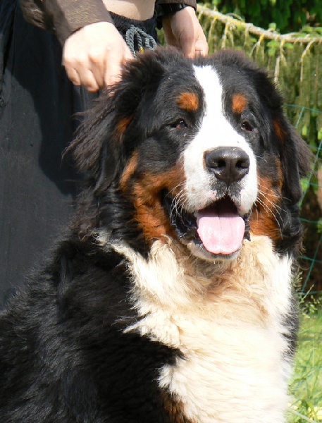 Publication : des Légendes Féeriques Auteur : des Légendes Féeriques