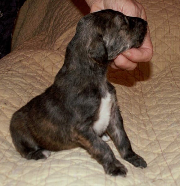 Dance into the light d'Hezaradjah