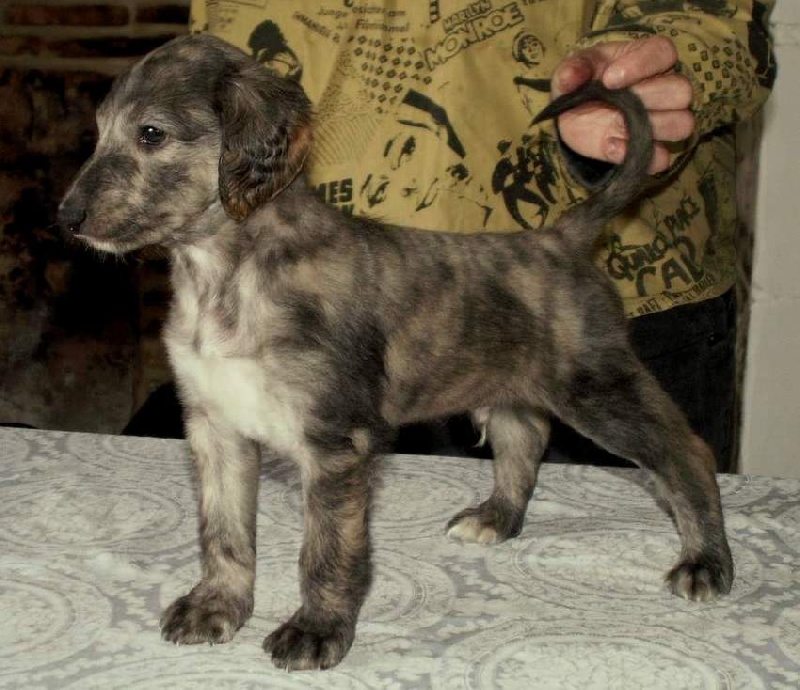 Dance into the light d'Hezaradjah