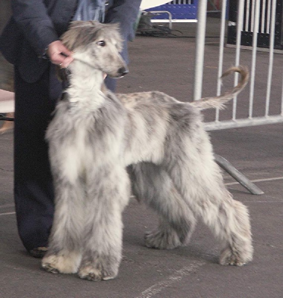 Blue Délire d'Hezaradjah
