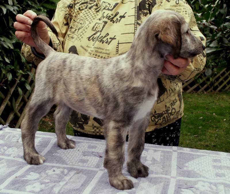 Dance into the light d'Hezaradjah