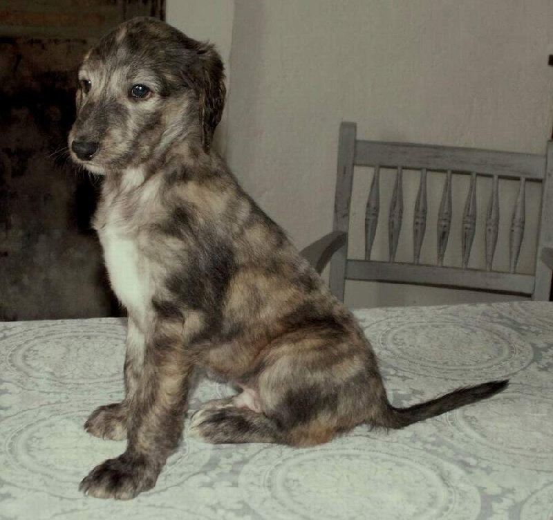 Dance into the light d'Hezaradjah