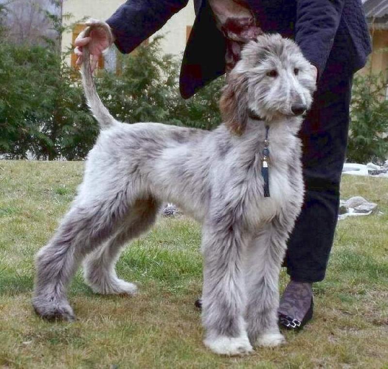 Blue Délire d'Hezaradjah