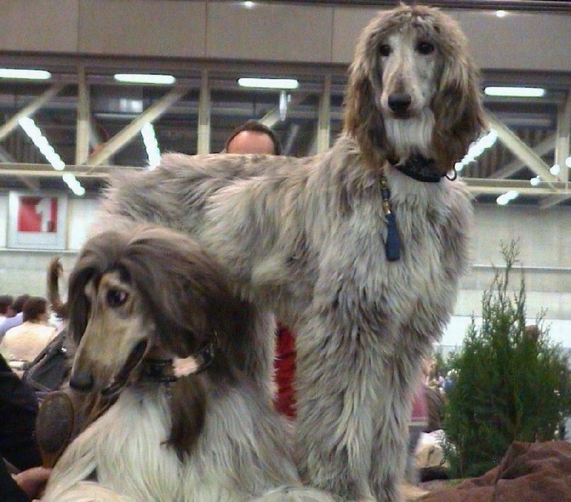 Blue Délire d'Hezaradjah