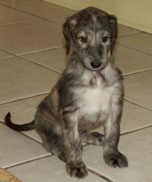 Dance into the light d'Hezaradjah