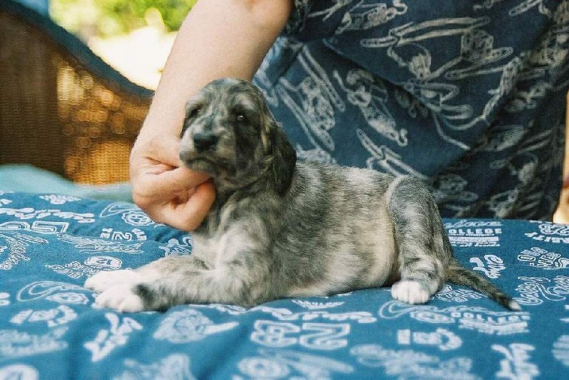 Blue Délire d'Hezaradjah