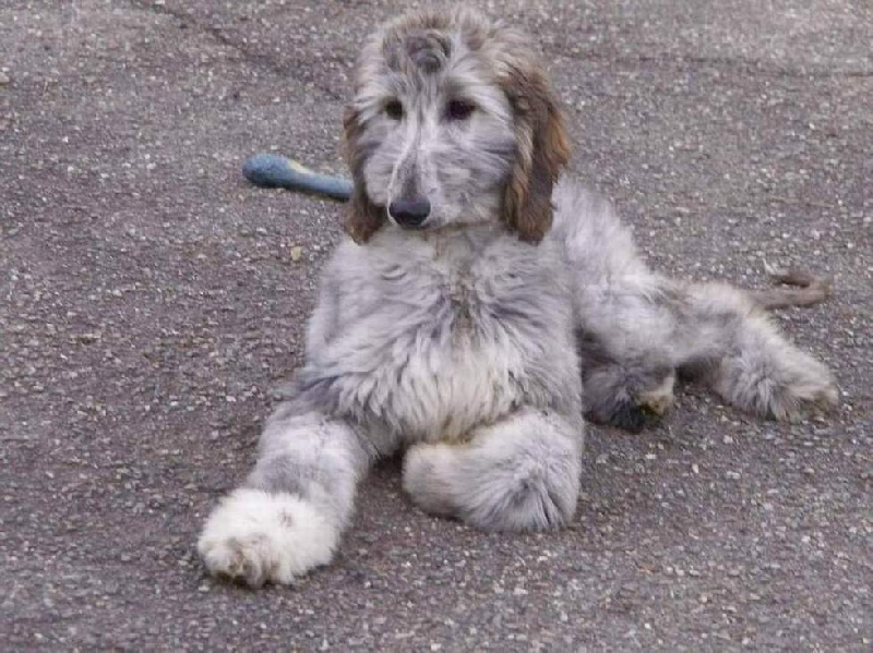 Blue Délire d'Hezaradjah