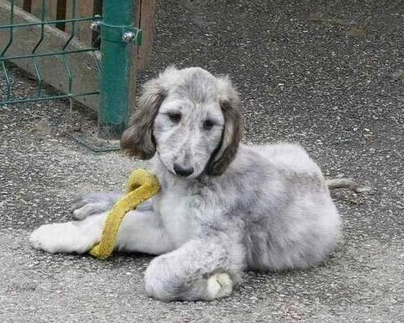 Blue Délire d'Hezaradjah