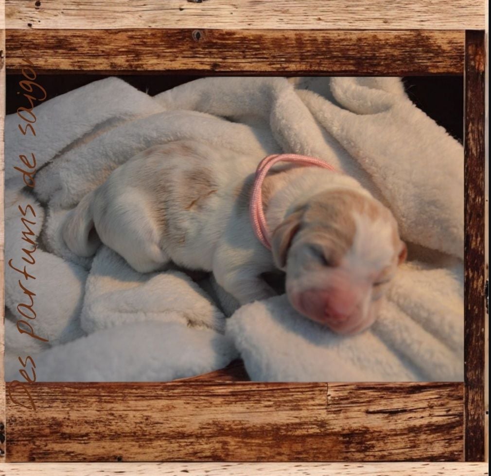 A'mirza des parfums de saigon