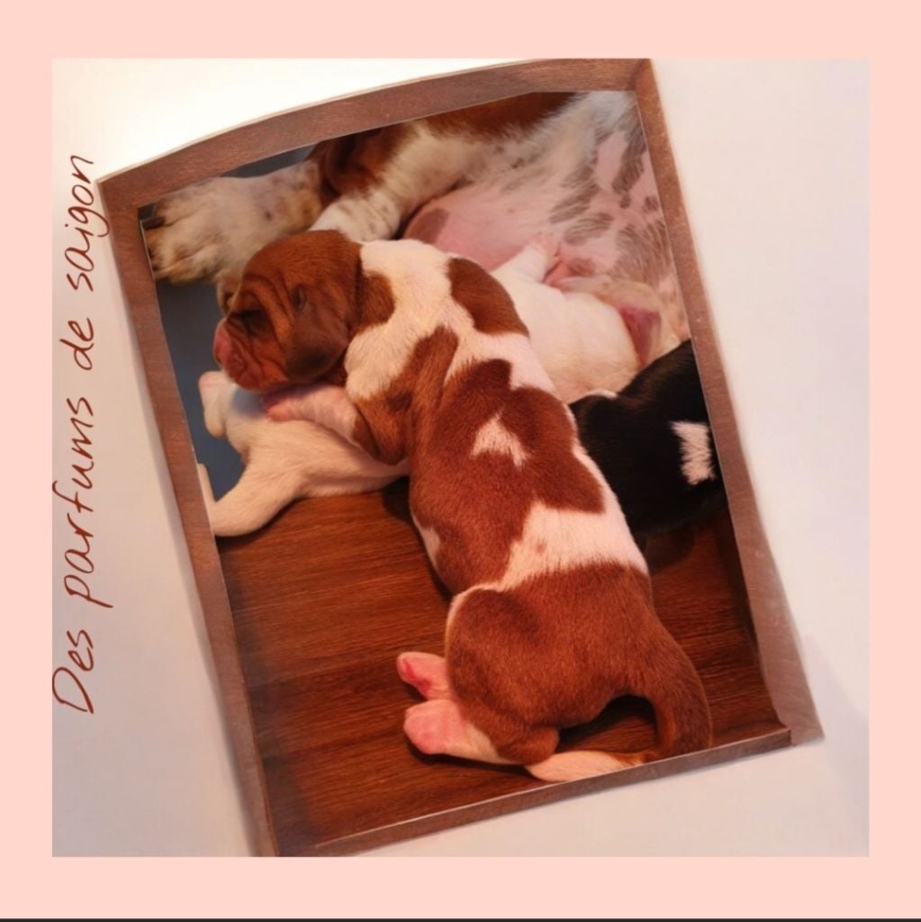 Amandine des parfums de saigon