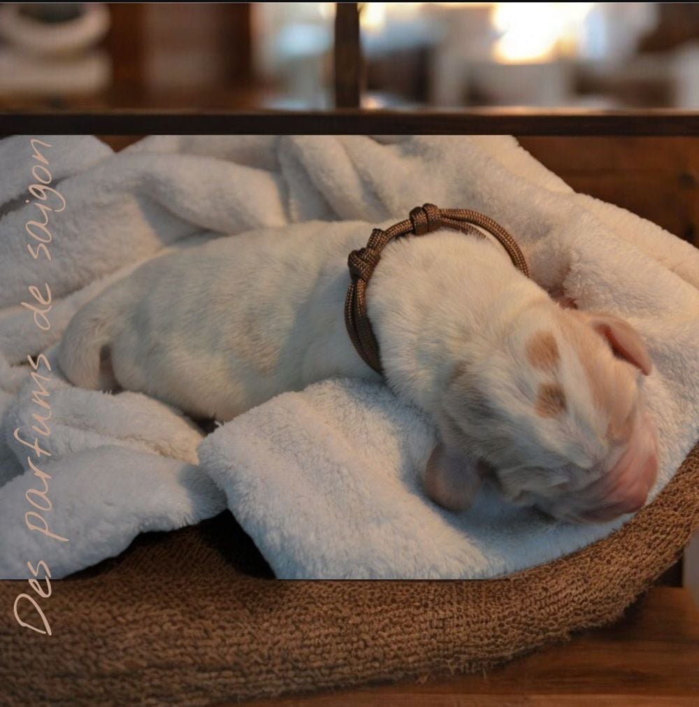 Anémone des parfums de saigon