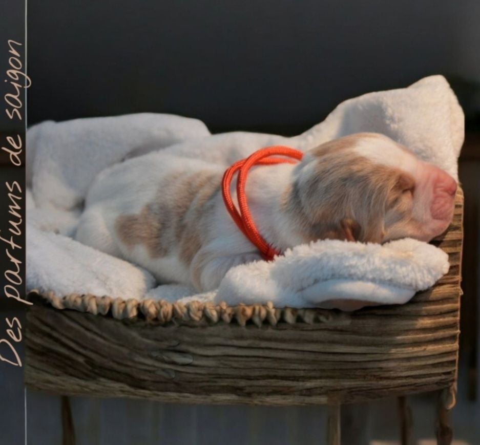 A'CIRCÉ DES PARFUMS DE SAIGON