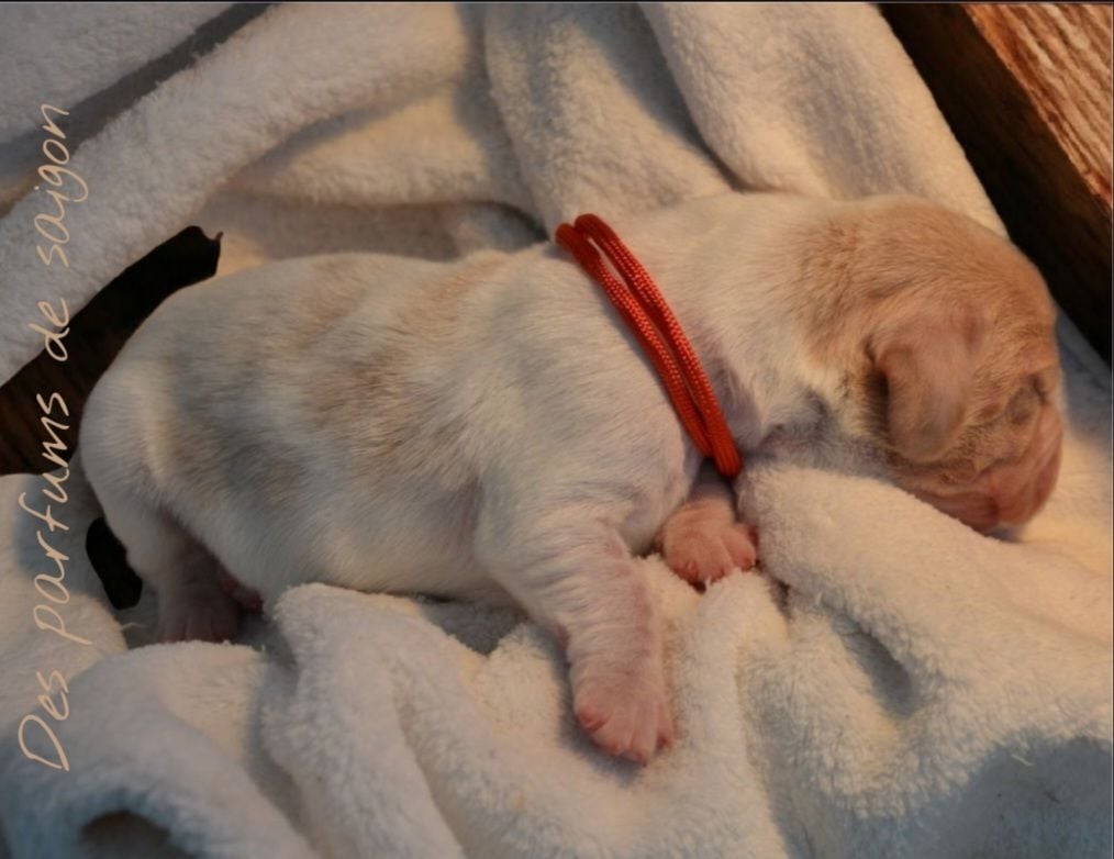 Anatole des parfums de saigon