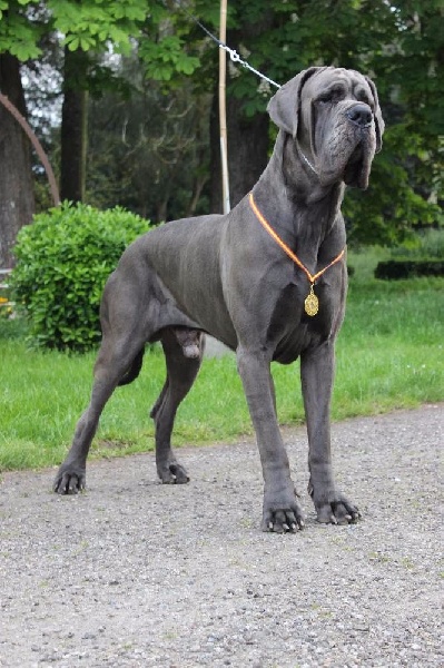 J ch el jethro de casalbero - 1 er Excellent (Classe Intermediaire)